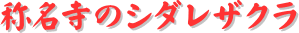 y[W^CgF̖̃V_UN