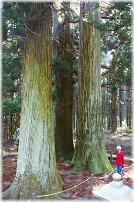 画像：藤沼神社の大杉（幹と並ぶ）