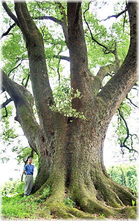 画像：東坂上神社の樟（幹と並ぶ）