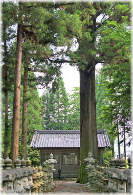 画像：八幡神社のスギ_1
