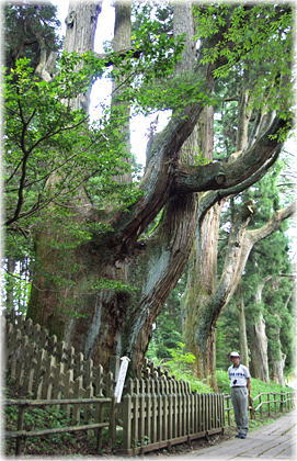 画像：幣立神宮の五百枝杉（幹と並ぶ）