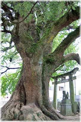 画像：上代阿蘇神社のクスノキ