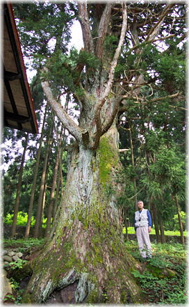 画像：切立白山神社の大杉（幹と並ぶ）