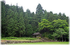 画像：神明神社の大杉（遠景）