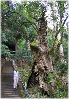 画像：熊野神社のアラカシ（幹と並ぶ）