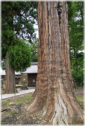 画像：見延北野神社の大杉