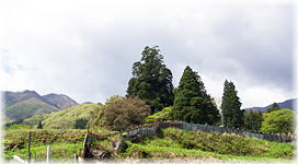 画像：美束白山神社のスギ（遠景）