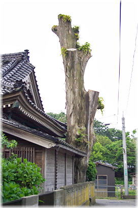 画像：八坂神社のケヤキ