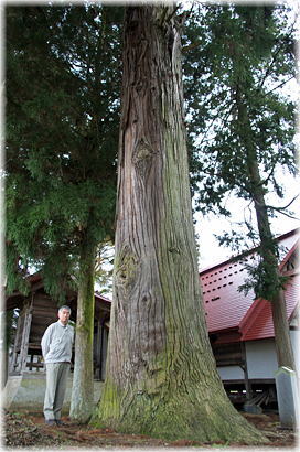 画像：千蔵寺の大杉（幹と並ぶ）