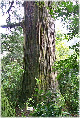 画像：常磐山の杉