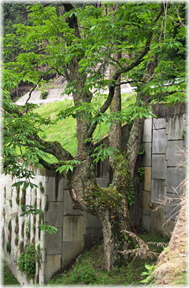 画像：姥の栃から林道を挟んで反対側に立つトチノキ