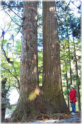画像：温泉八幡神社の夫婦杉(幹と並ぶ）
