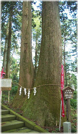 画像：羽黒山神社の夫婦杉