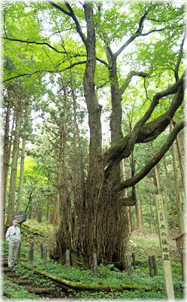 画像：木の俣地蔵のかつら（幹と並ぶ）