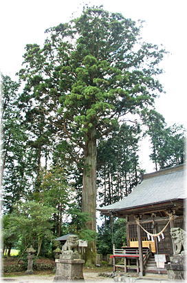 画像：滝尾神社の神木スギ（全景）