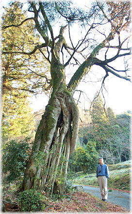 画像：津島神社の七色木（幹と並ぶ）