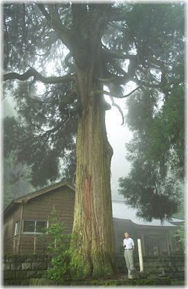 画像：古戸野神社の杉（幹と並ぶ）