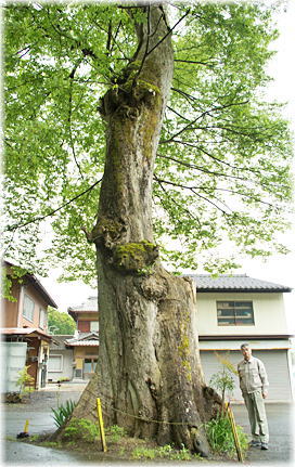 画像：日尾池姫神社のムクノキ（幹と並ぶ）