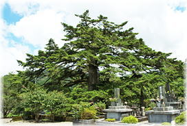 画像：十輪寺の樅の木（全景）