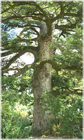 画像：十輪寺の樅の木