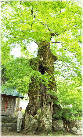 画像：苅田比売神社のムクの木（幹と並ぶ）