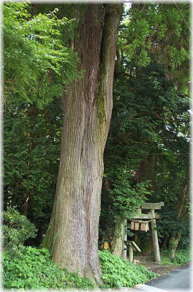 画像：菊ノ宮神社のスギ