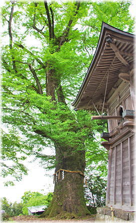 画像：松尾寺のイチョウ