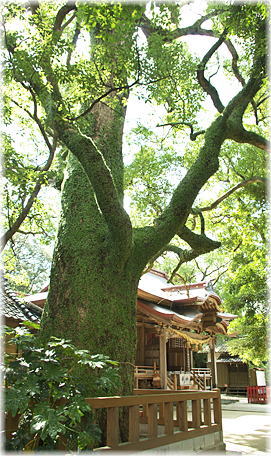 画像：御勢大霊石神社のクスノキ