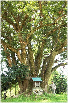 画像：上村家のタブの木（幹と並ぶ）