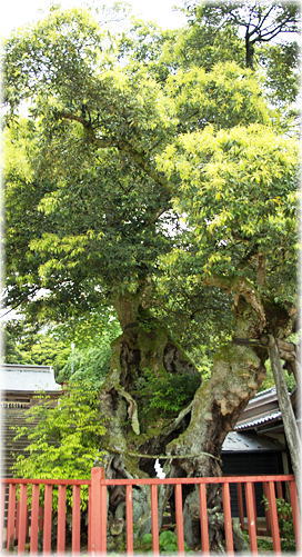 画像：山王宮日吉神社のシイA
