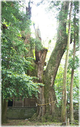 画像：森神社のタブノキ