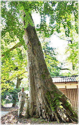 画像：国津神社のムクノキ（幹と並ぶ）