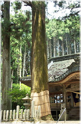 画像：中野八幡神社のスギ