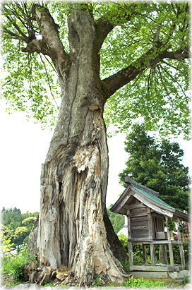 画像：加茂神社のムク（集落内のムクノキ）