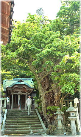 画像：小川神社のカゴノキ（幹と並ぶ）