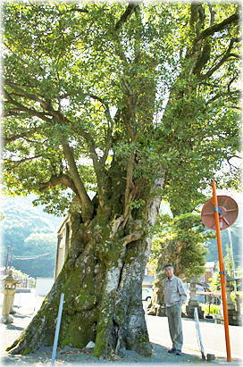 画像：小川神社のタブノキ（幹と並ぶ）