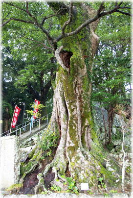 画像：大宮八幡神社のタブノキ