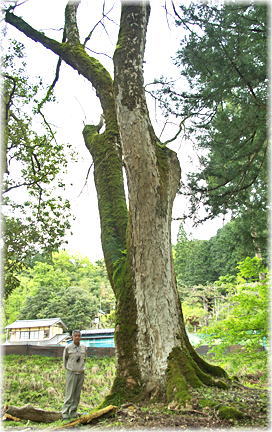 画像：八幡神社のムクロジ（幹と並ぶ）