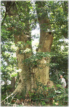 画像：信主神社タブの木（幹と並ぶ）