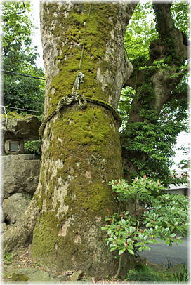 画像：白杉神社のケヤキ