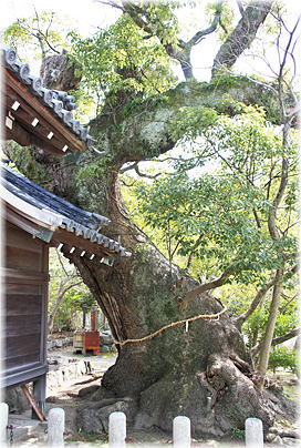 画像：洲本八幡神社のクスノキ