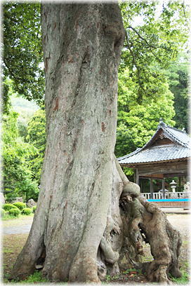画像：平八幡神社のムクノキ