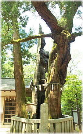 画像：高倉神社の綾杉