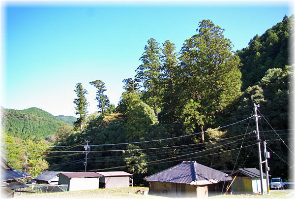 宇気比神社のスギ ２