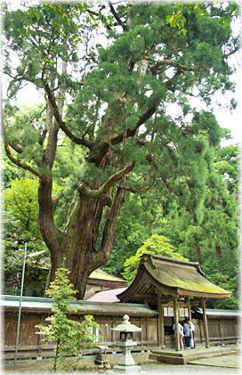 画像：若狭姫神社の千年杉