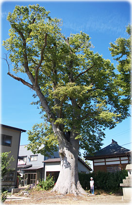 画像：福島の大欅（全景）（幹と並ぶ）