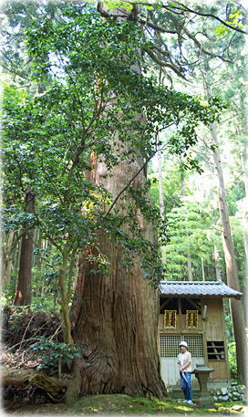 画像：樋曽日吉神社のスギ（幹と並ぶ）