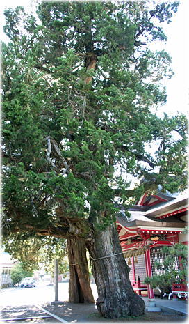 画像：八幡神社のイブキ_1
