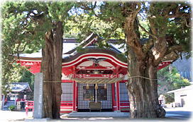 画像：八幡神社のイブキ_2