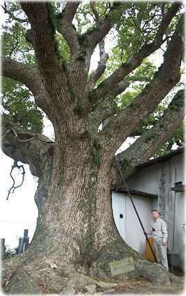 画像：生木の地蔵クス（幹と並ぶ）